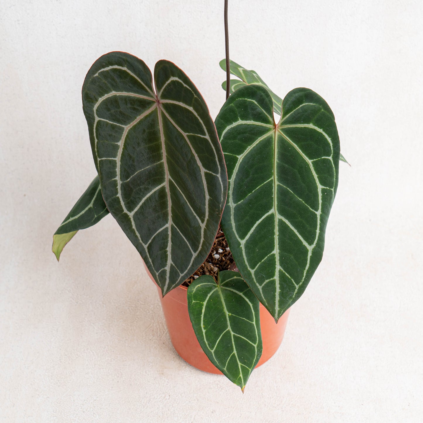 Anthurium Crystallinum Dark Form