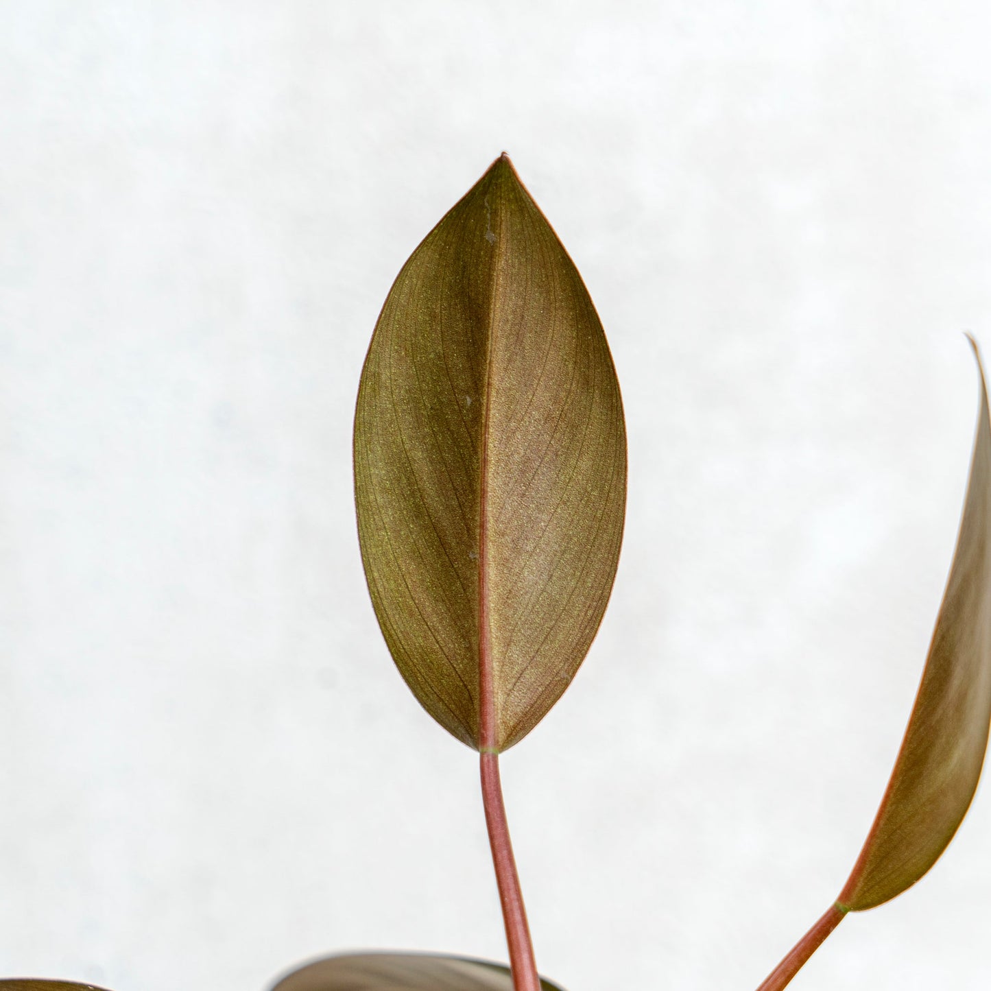 Philodendron Compact Congo