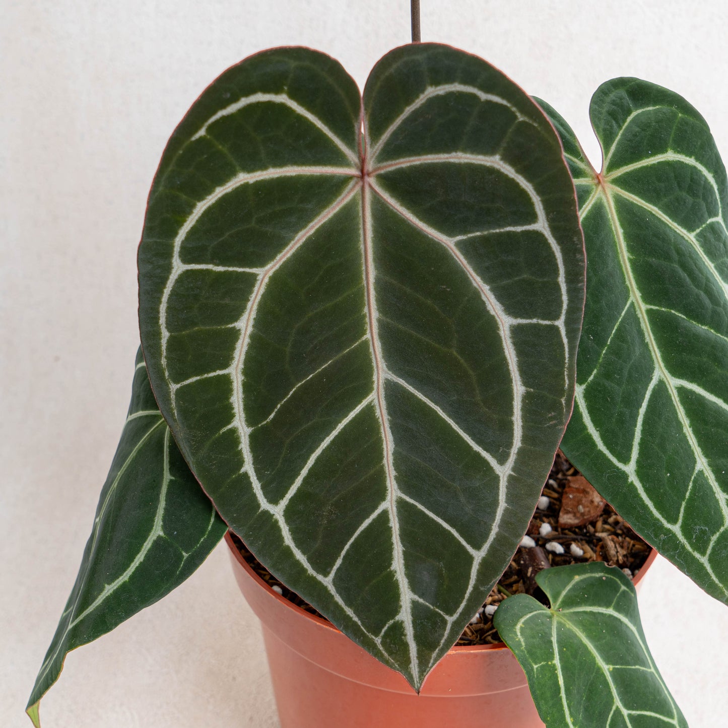 Anthurium Crystallinum Dark Form