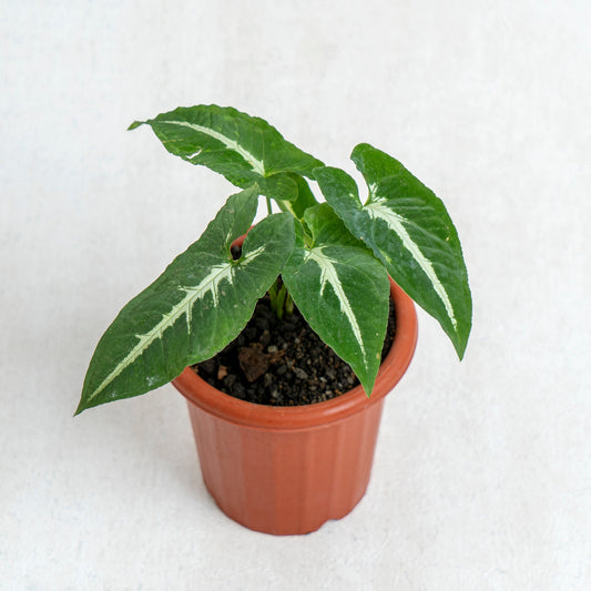 Syngonium Wendlindii - Indonesian Rare Plants