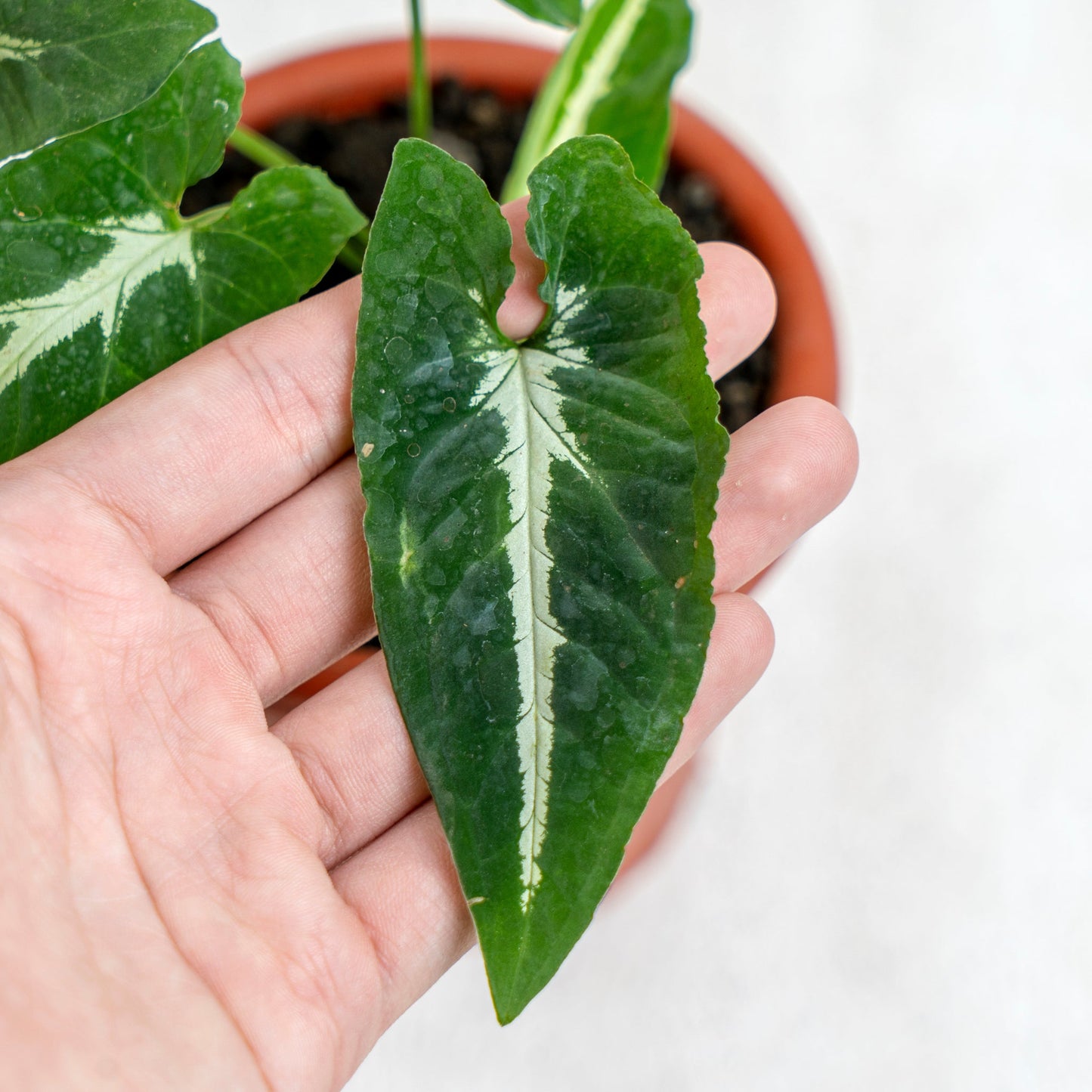 Syngonium Wendlindii