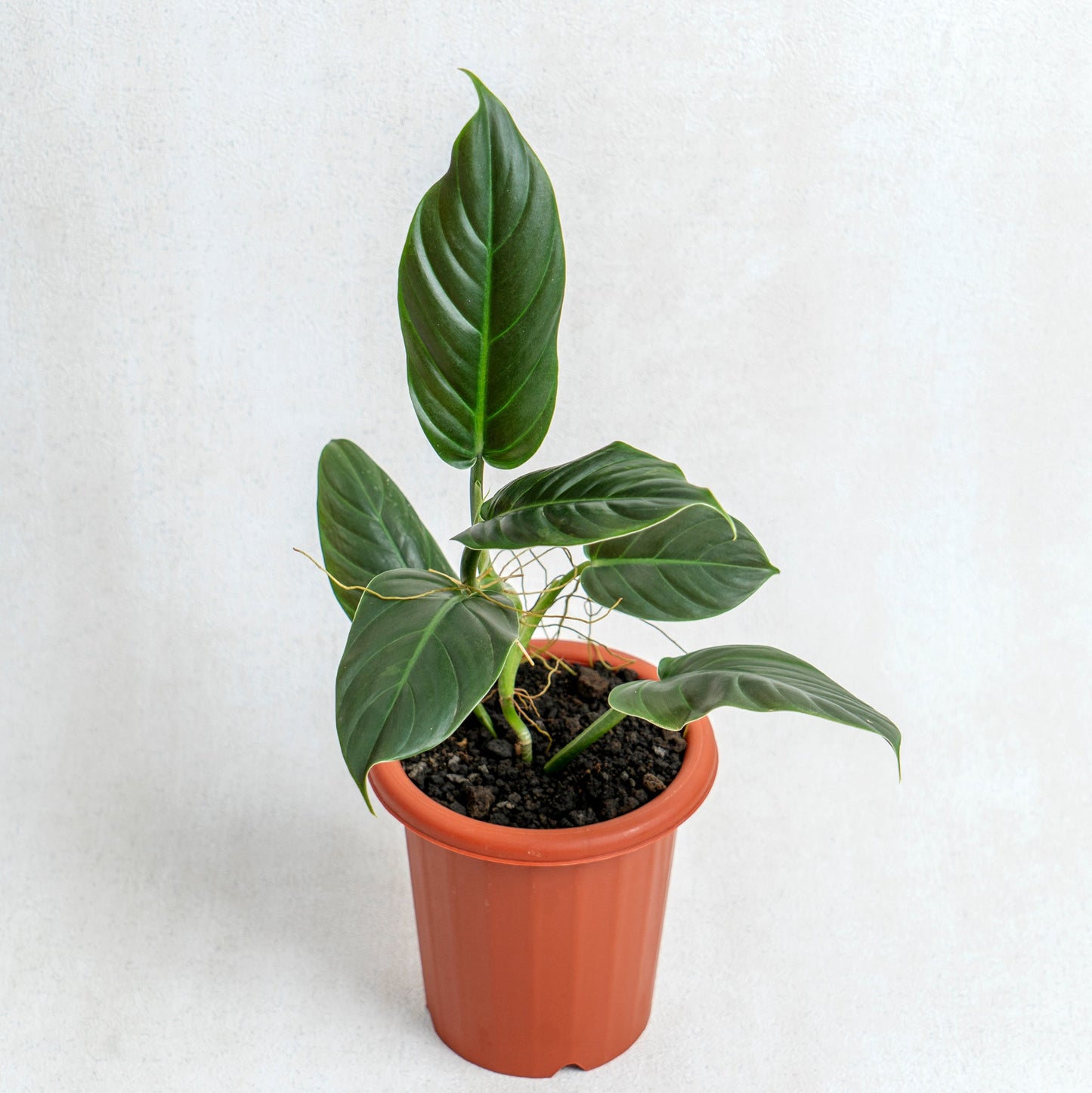 Philodendron Subhastatum - Indonesian Rare Plants