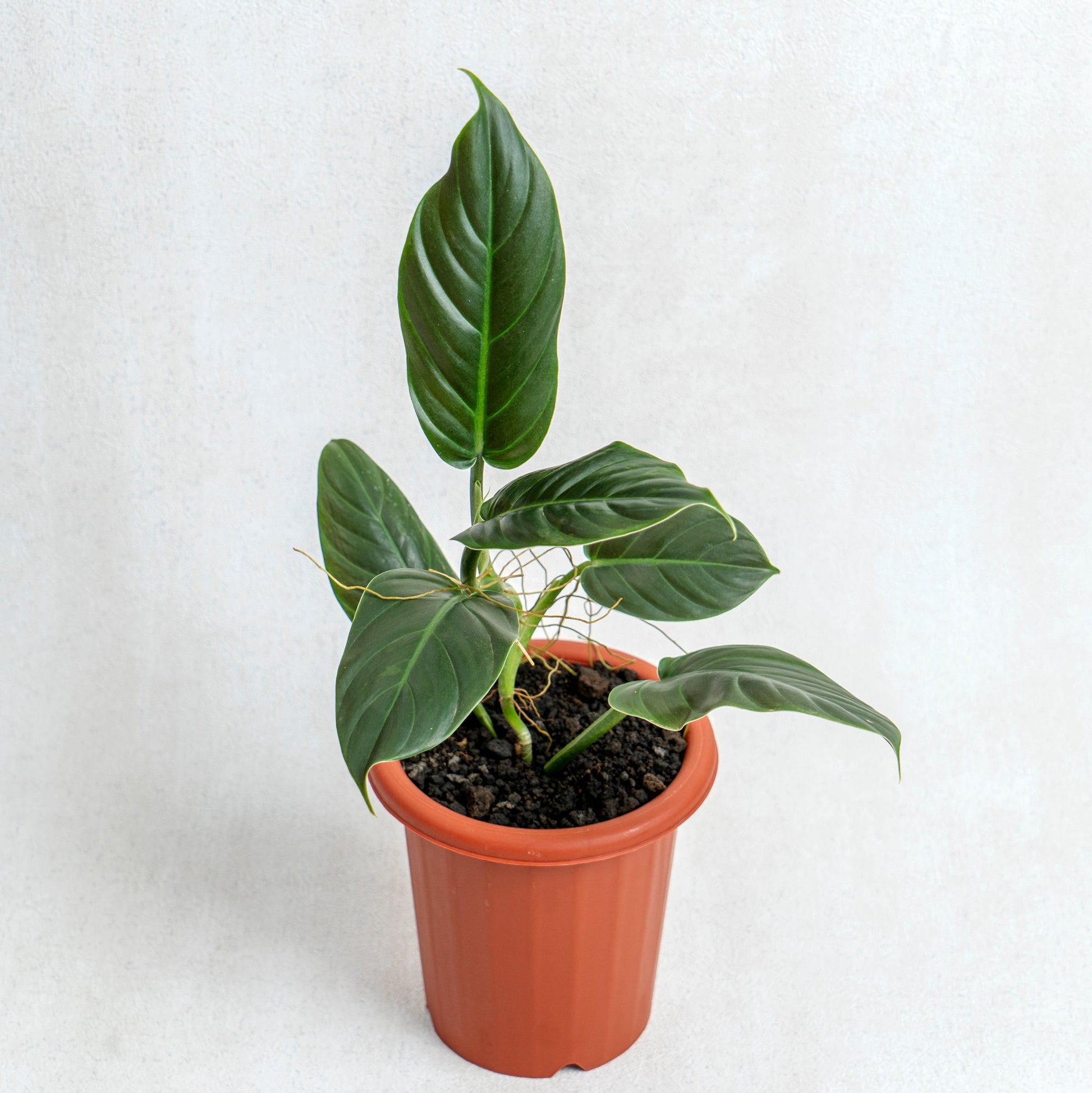 Philodendron Subhastatum - Indonesian Rare Plants