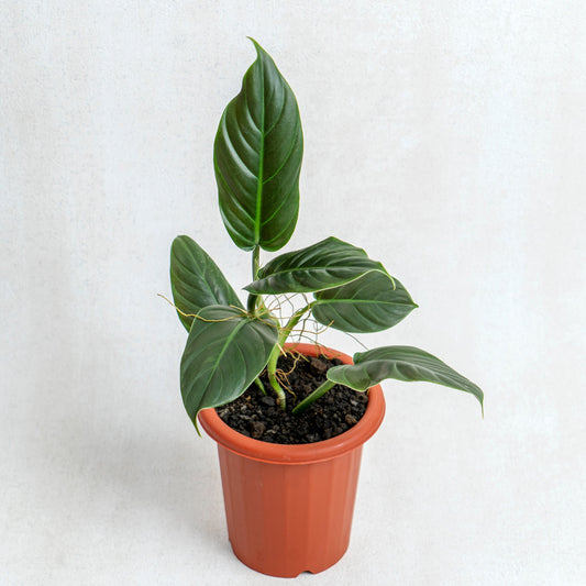 Philodendron Subhastatum - Indonesian Rare Plants