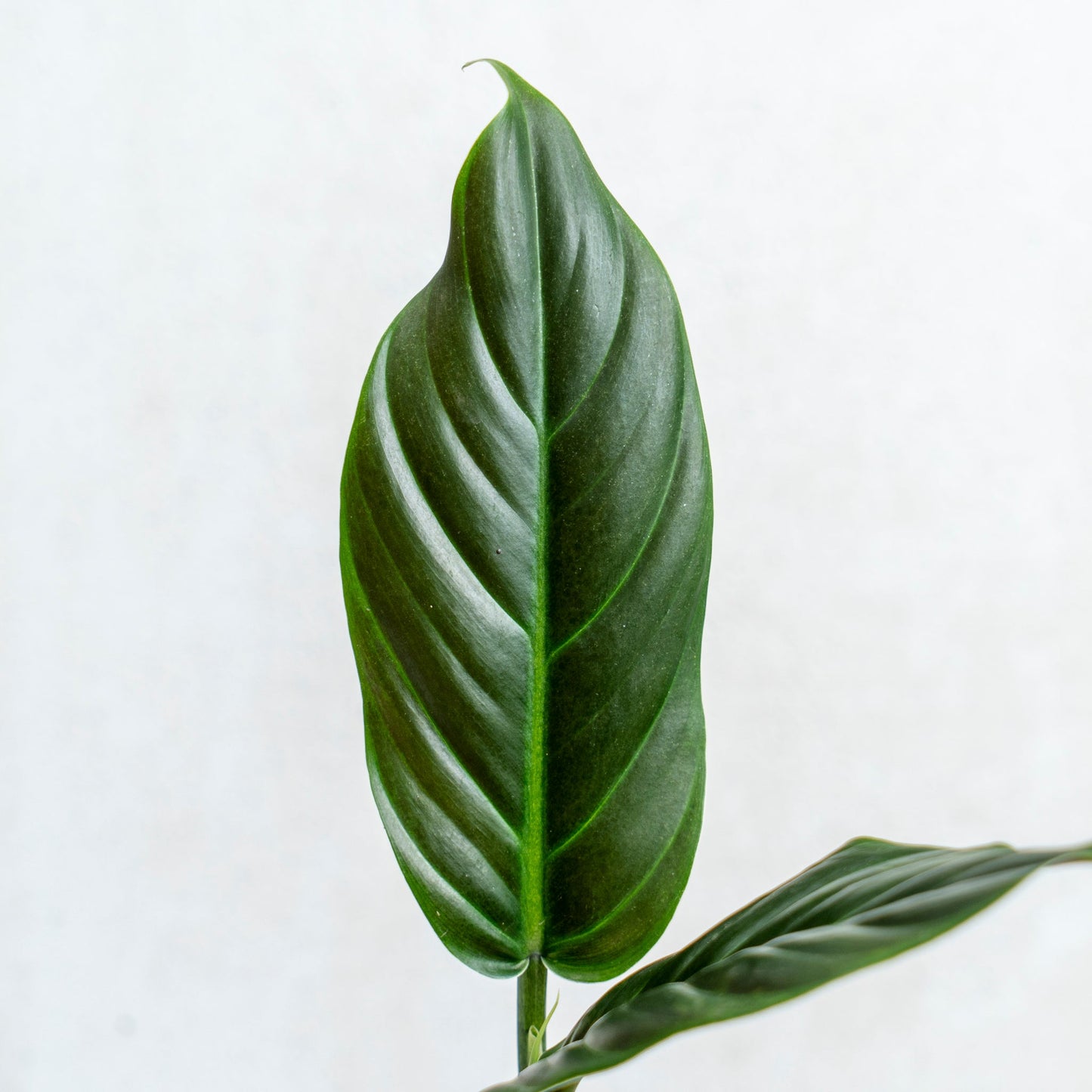 Philodendron Subhastatum