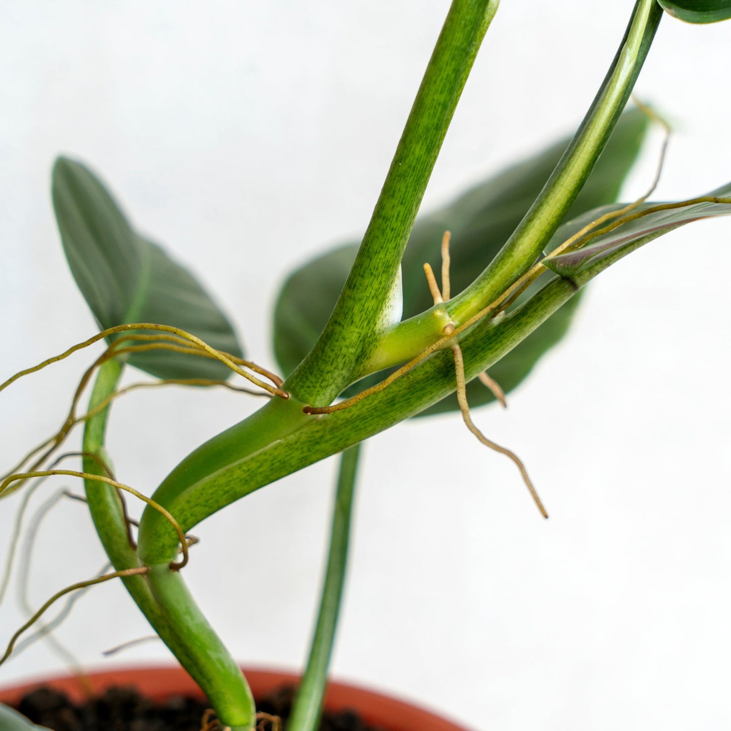 Philodendron Subhastatum