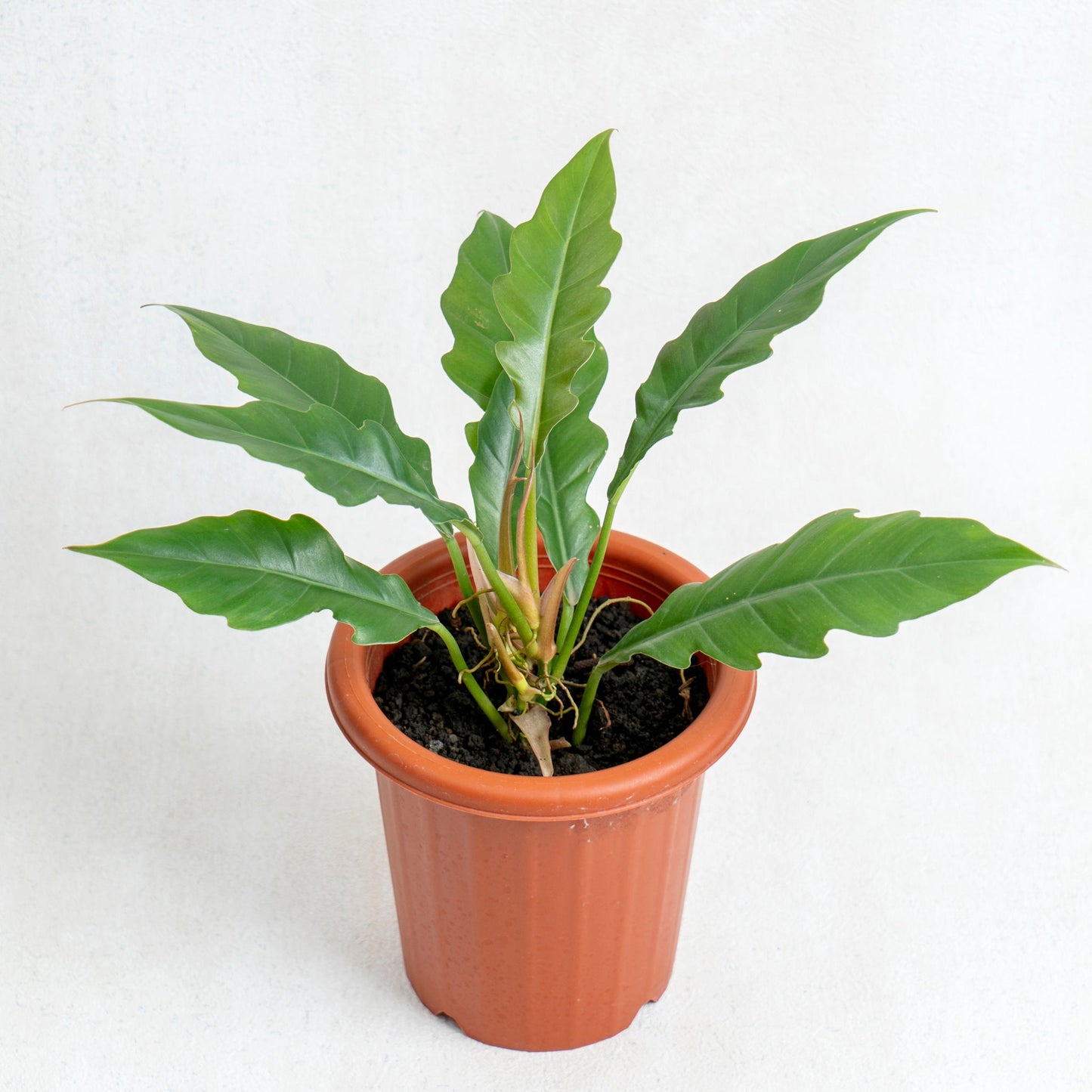Philodendron Jungle Boogie - Indonesian Rare Plants