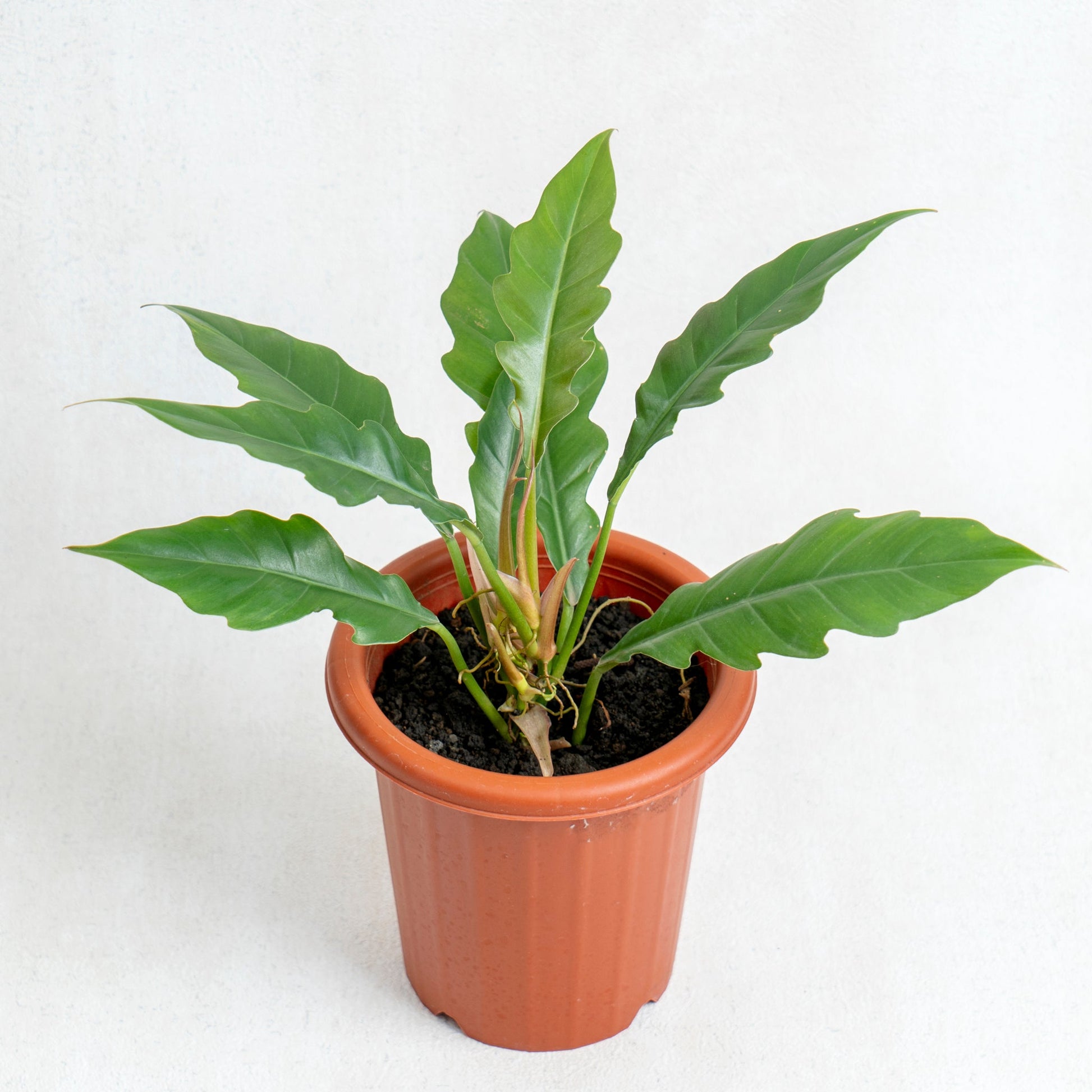 Philodendron Jungle Boogie - Indonesian Rare Plants