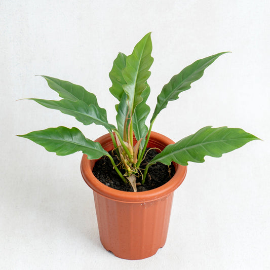 Philodendron Jungle Boogie - Indonesian Rare Plants