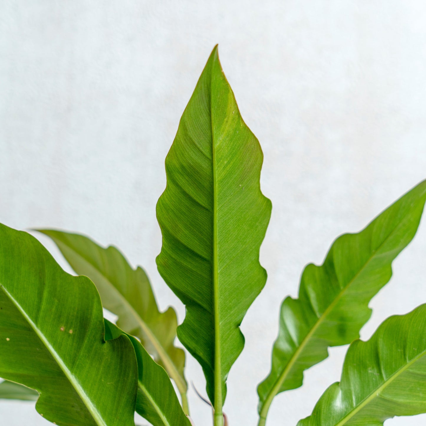 Philodendron Jungle Boogie