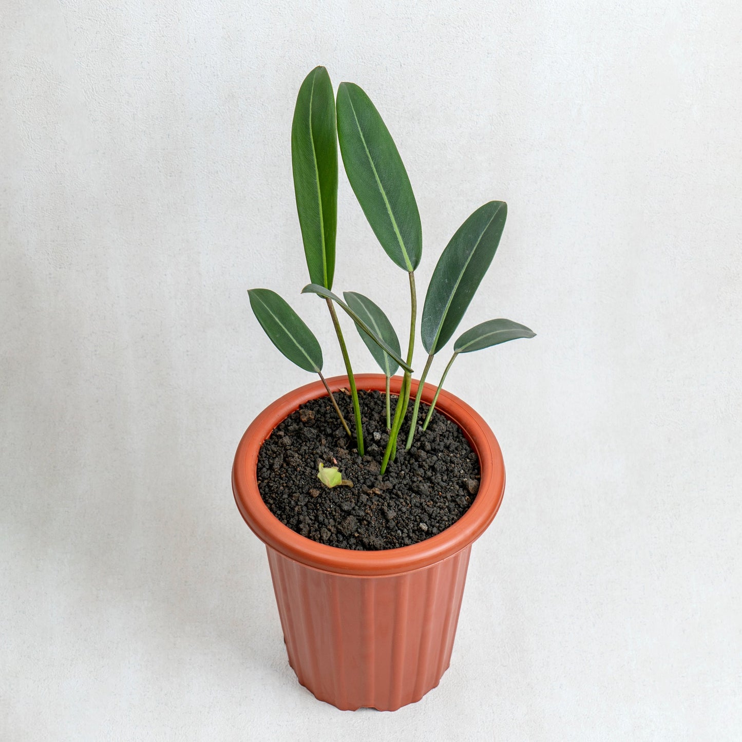 Philodendron Callosum - Indonesian Rare Plants