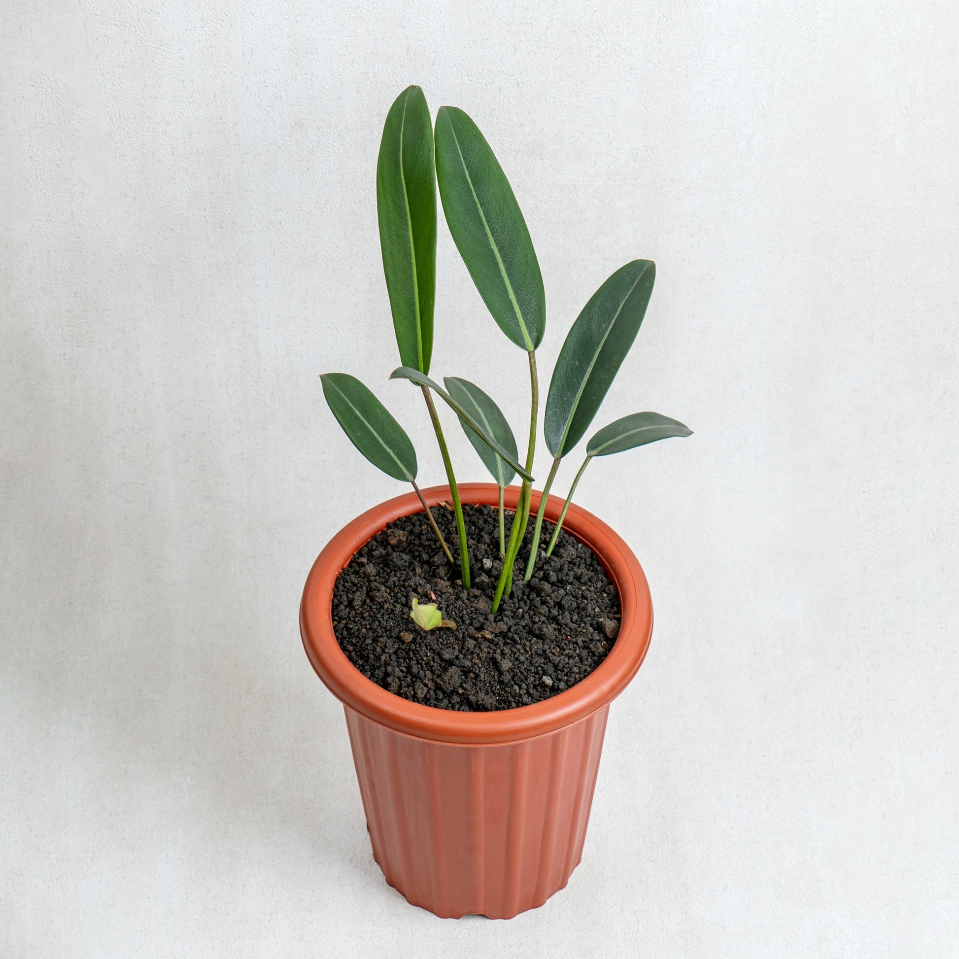 Philodendron Callosum - Indonesian Rare Plants