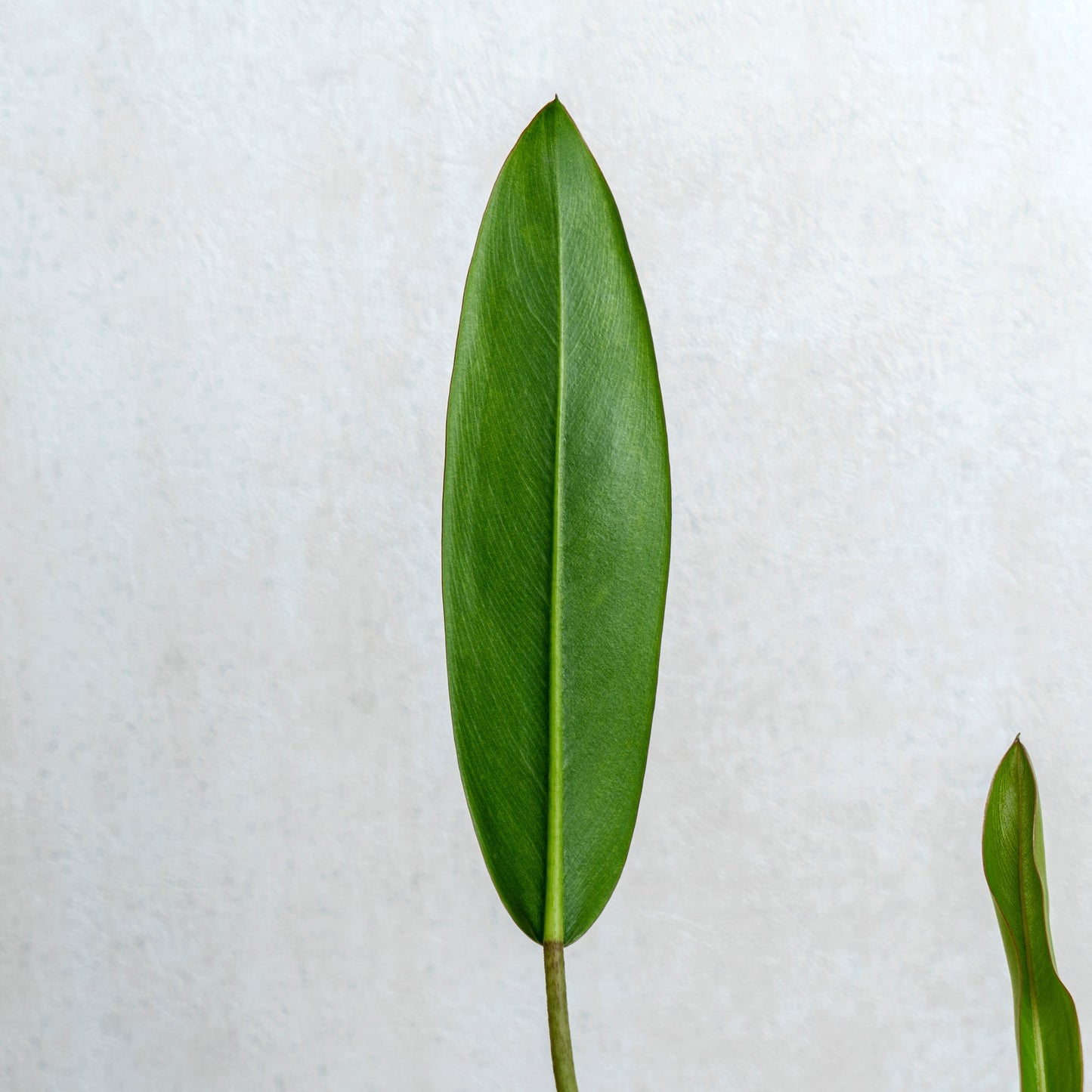 Philodendron Callosum