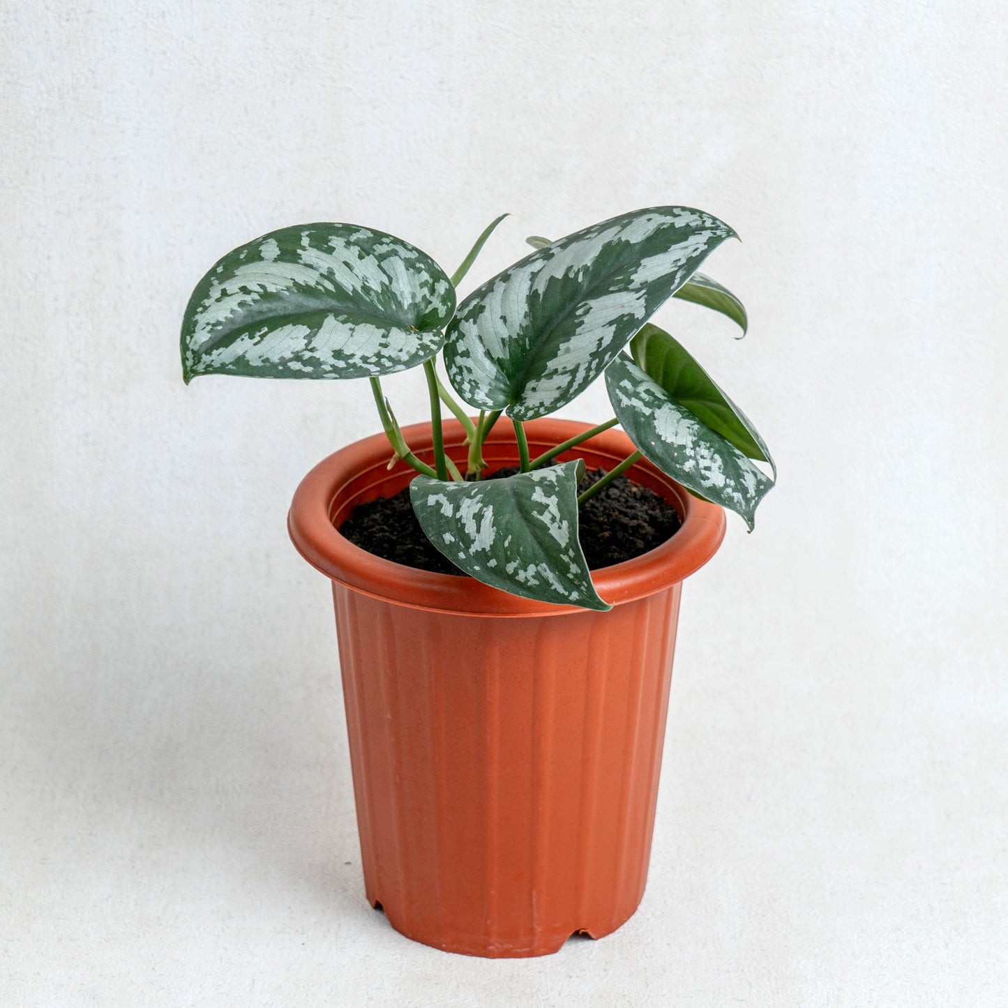 Scindapsus Exotica - Indonesian Rare Plants
