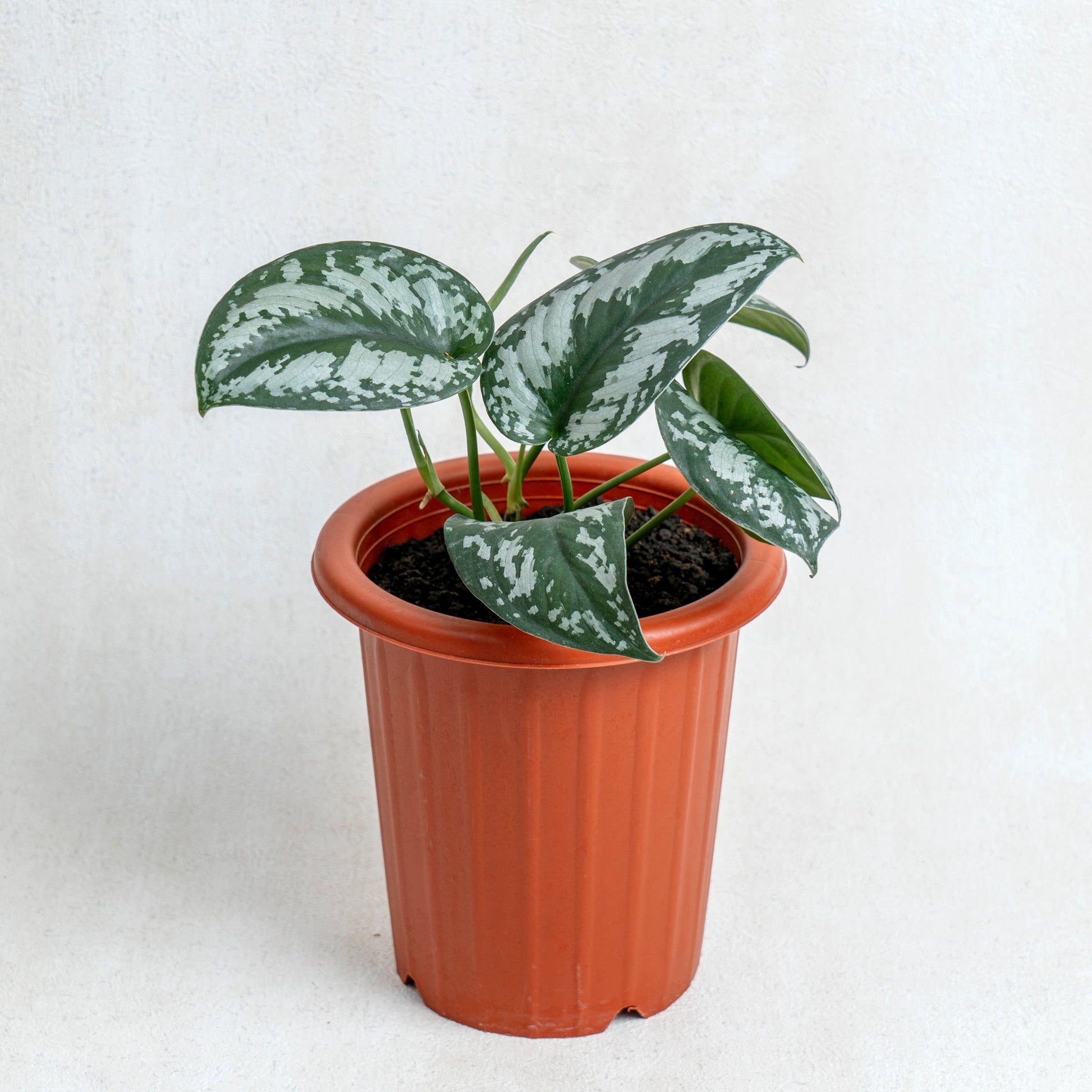 Scindapsus Exotica - Indonesian Rare Plants
