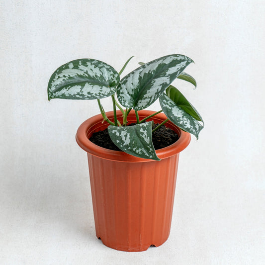 Scindapsus Exotica - Indonesian Rare Plants