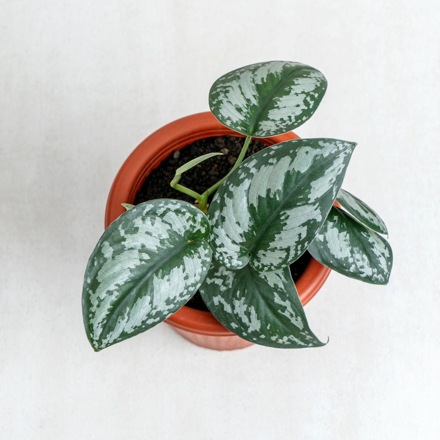 Scindapsus Exotica