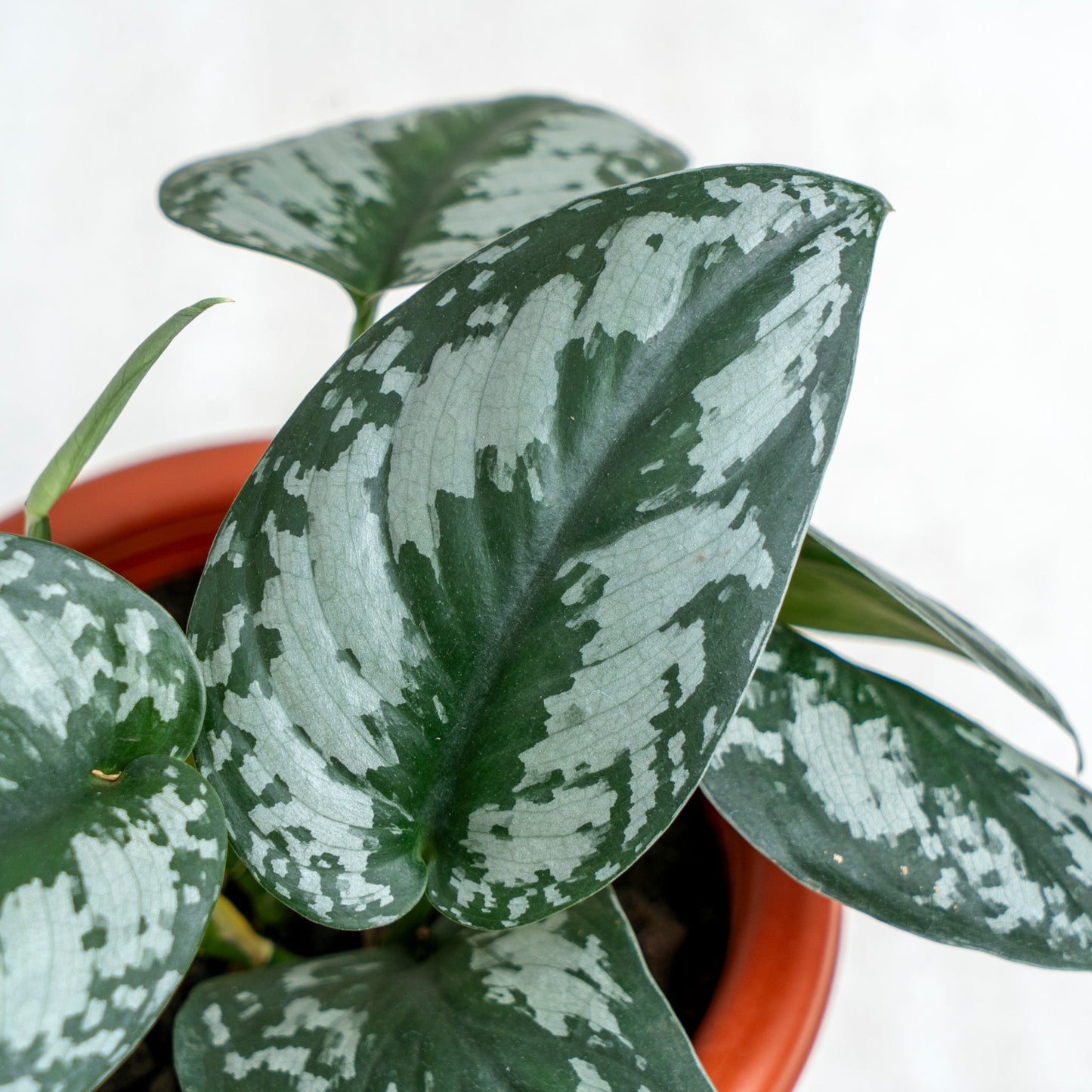 Scindapsus Exotica