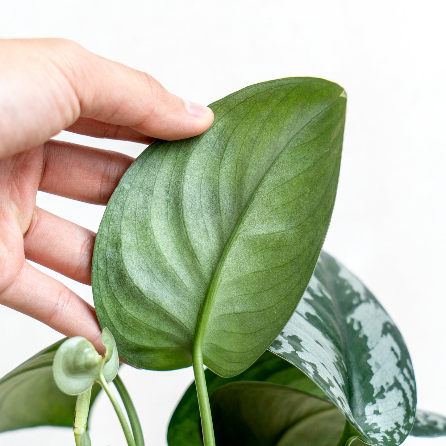 Scindapsus Exotica