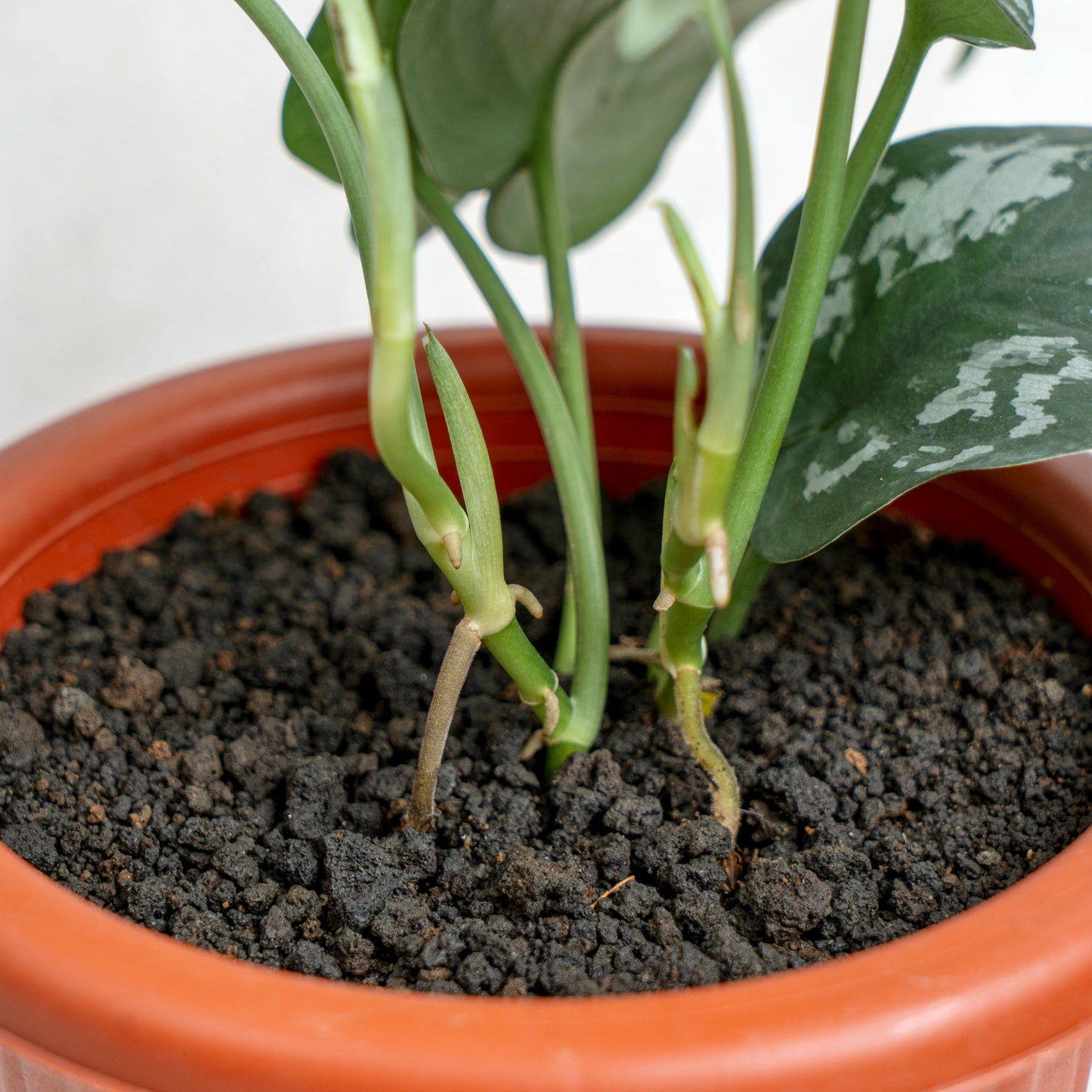 Scindapsus Exotica