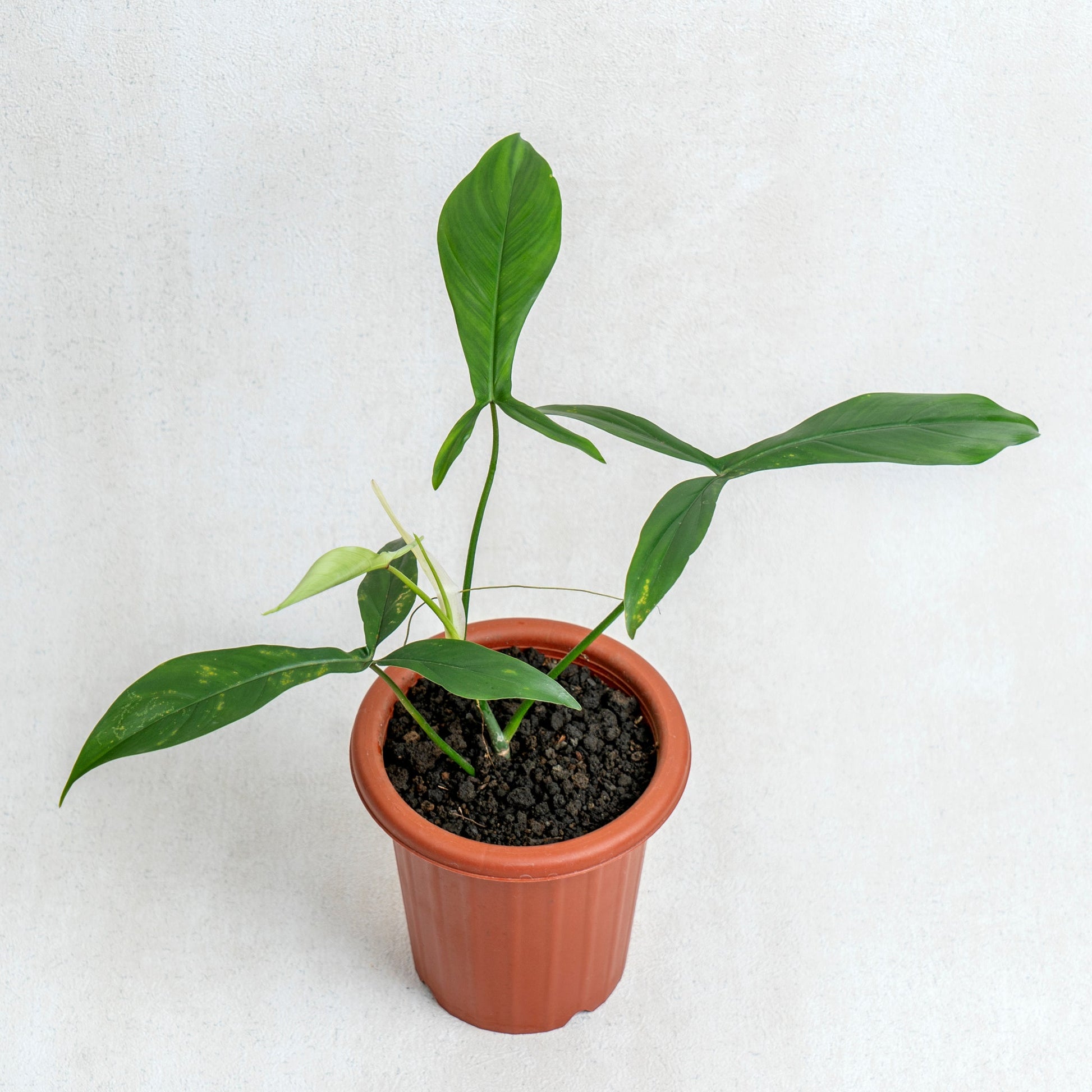 Philodendron Code 69686 - Indonesian Rare Plants