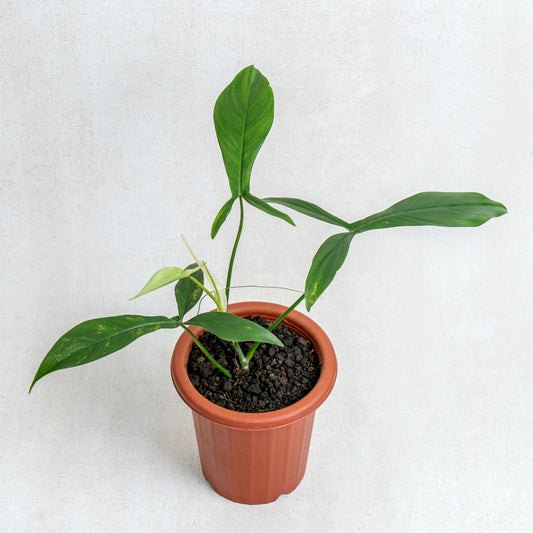 Philodendron Code 69686 - Indonesian Rare Plants