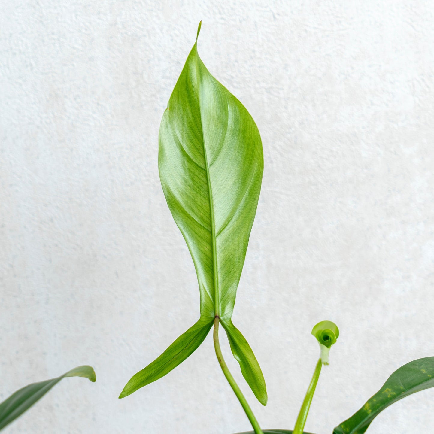 Philodendron Code 69686