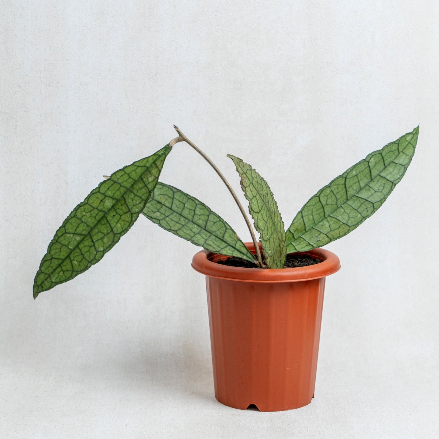 Hoya Clemensiorum Green - Indonesian Rare Plants