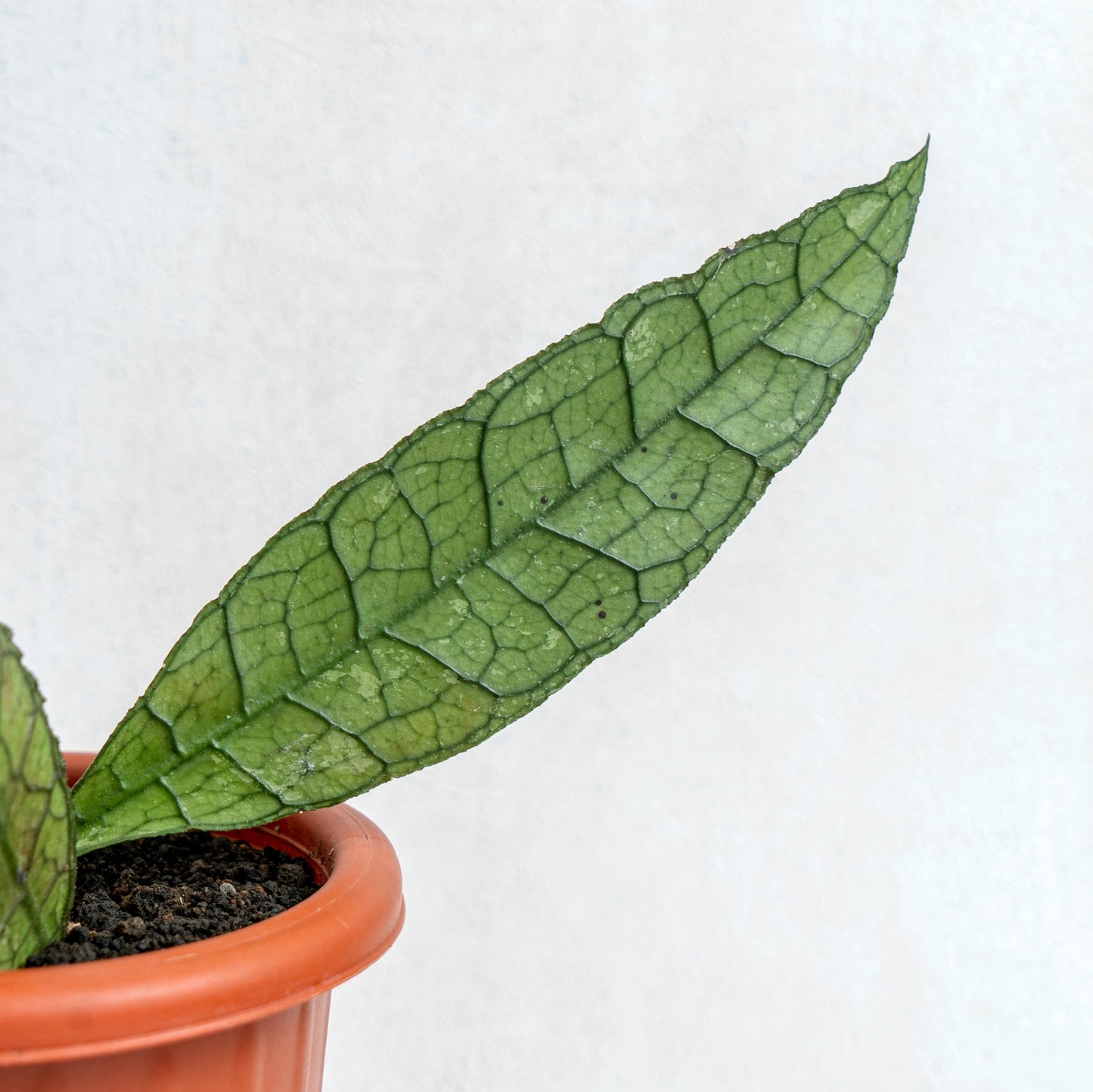 Hoya Clemensiorum Green