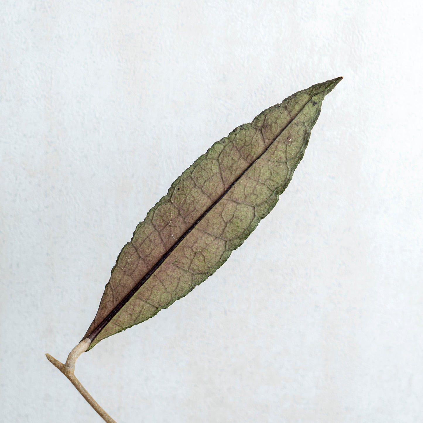 Hoya Clemensiorum Green