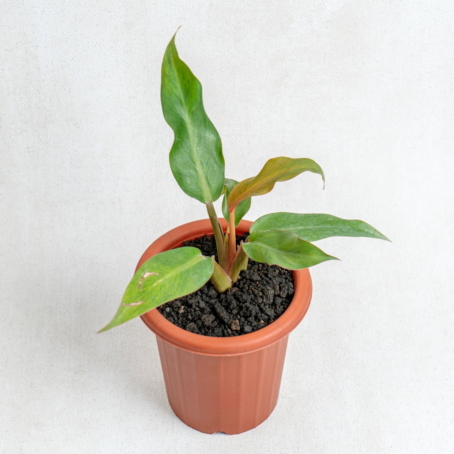 Philodendron Orange Marmalade - Indonesian Rare Plants