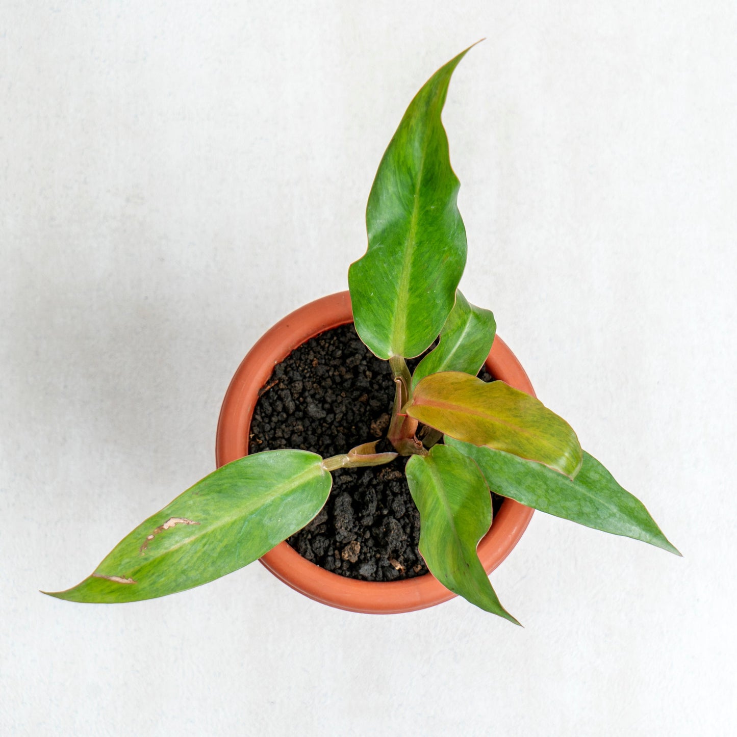Philodendron Orange Marmalade