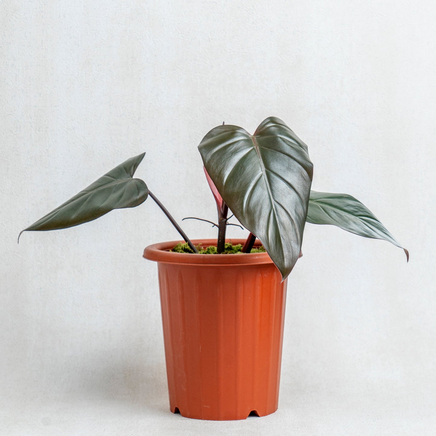 Philodendron Dark Lord - Indonesian Rare Plants