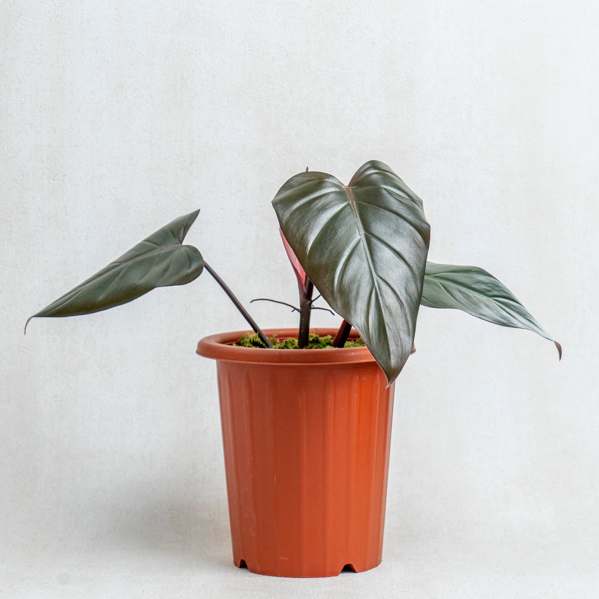 Philodendron Dark Lord - Indonesian Rare Plants