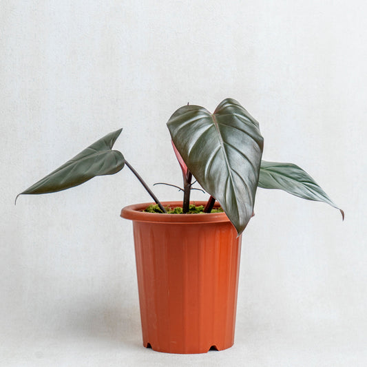 Philodendron Dark Lord - Indonesian Rare Plants