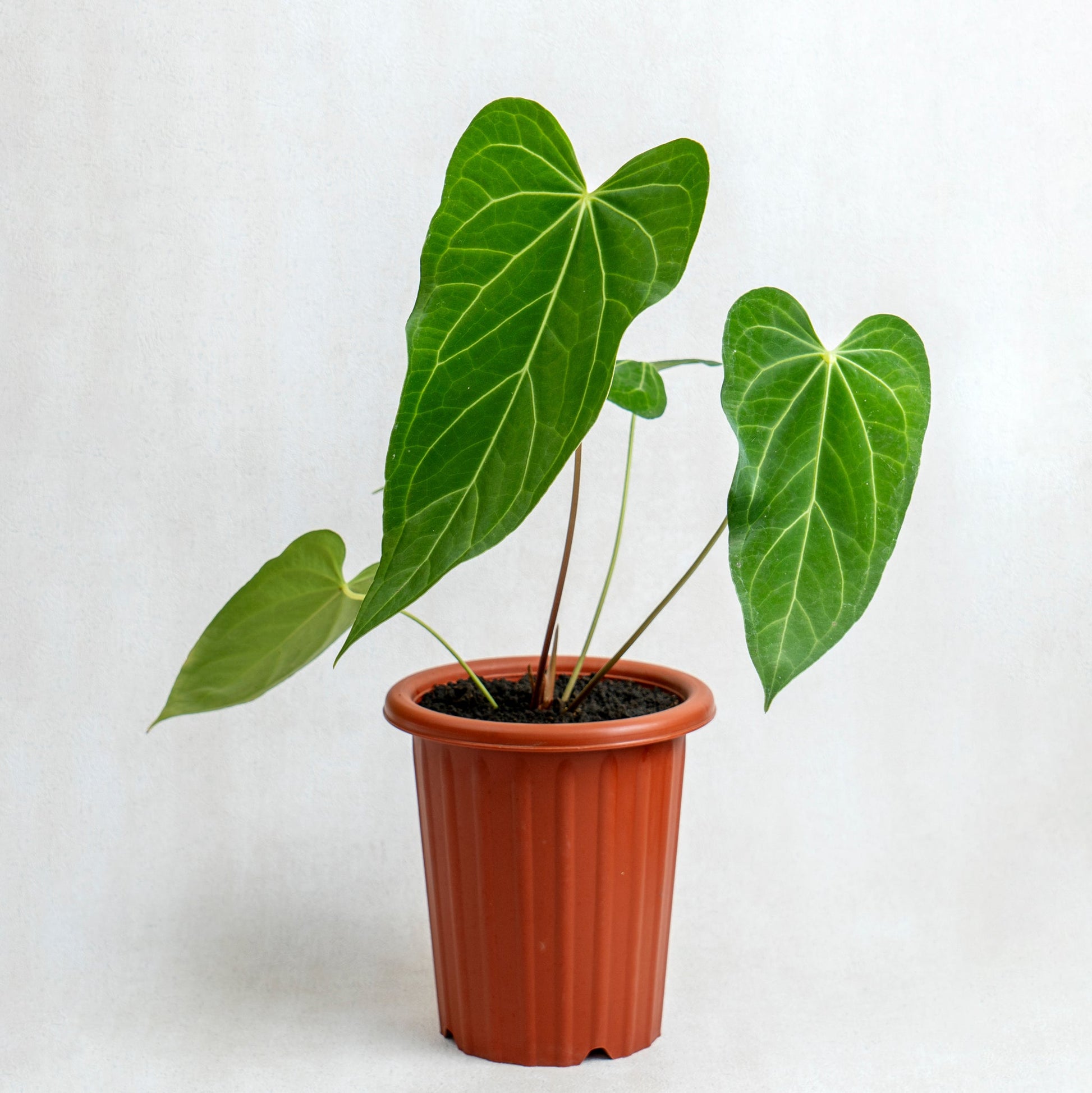Anthurium Green Mamba - Indonesian Rare Plants