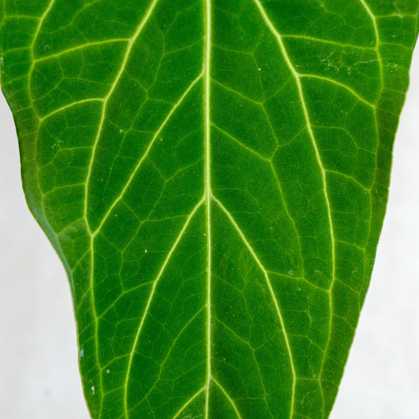 Anthurium Green Mamba