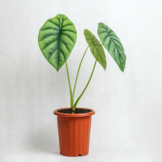 Alocasia Clipeolata - Indonesian Rare Plants