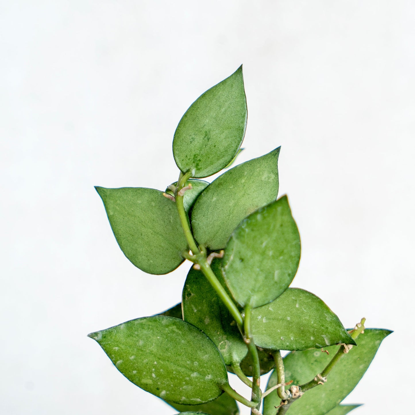 Hoya Lacunosa Silver Splash