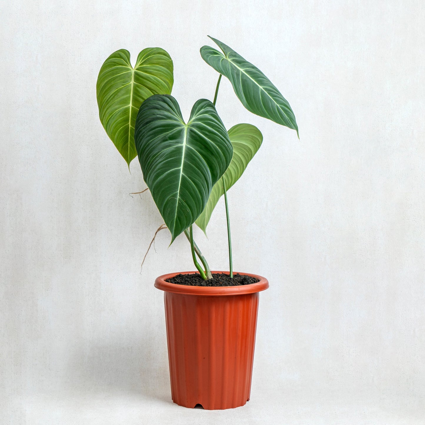Philodendron Glorious (Gloriosum x Melanochrysum) - Indonesian Rare Plants