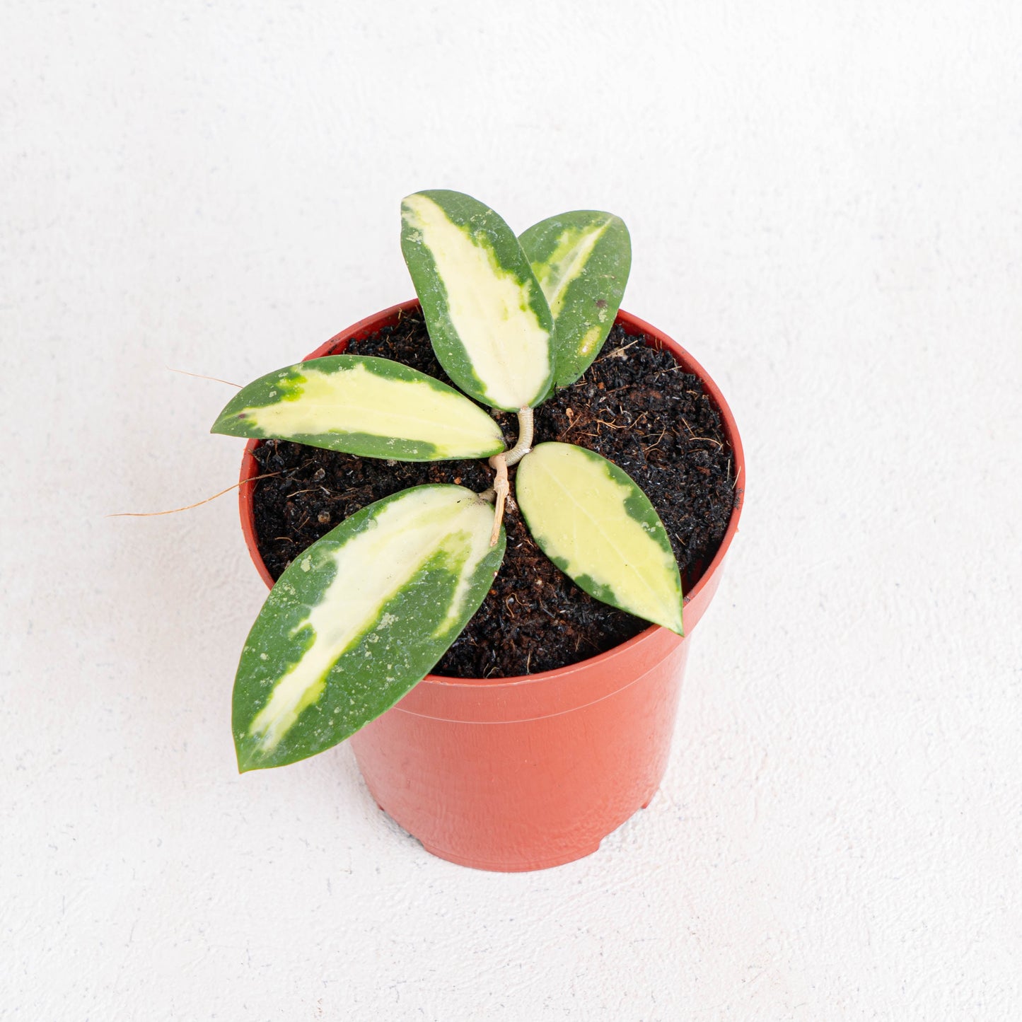 Hoya Acuta Variegated - Indonesian Rare Plants