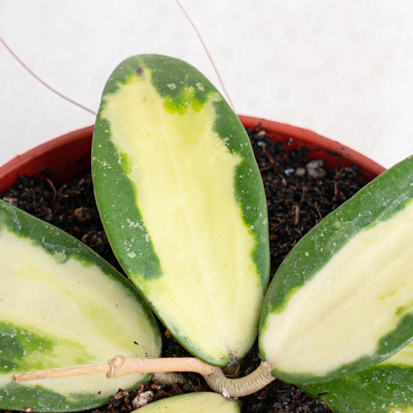 Hoya Acuta Variegated