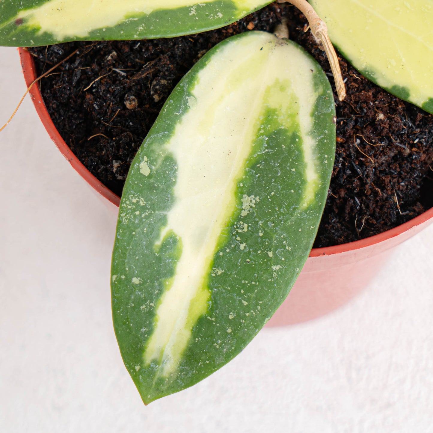 Hoya Acuta Variegated