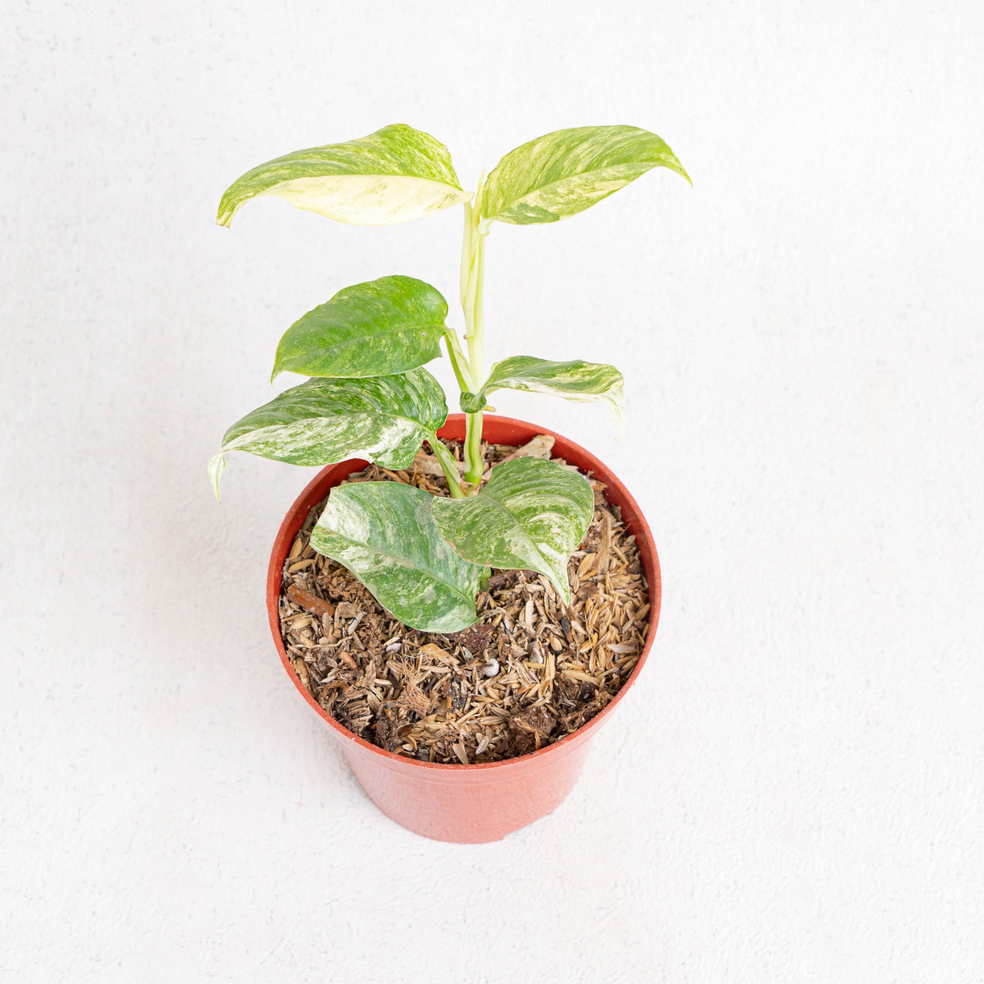 Rhaphidophora Puberula Variegated - Indonesian Rare Plants