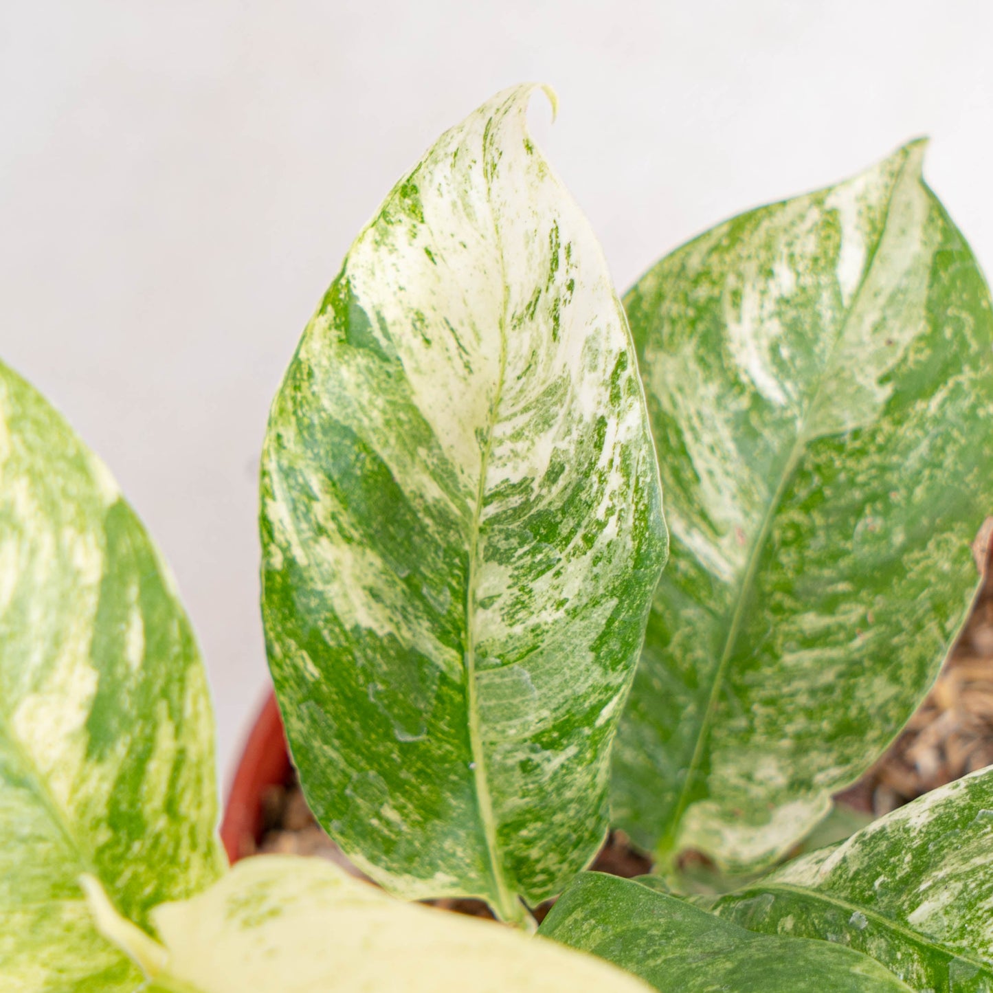 Rhaphidophora Puberula Variegated