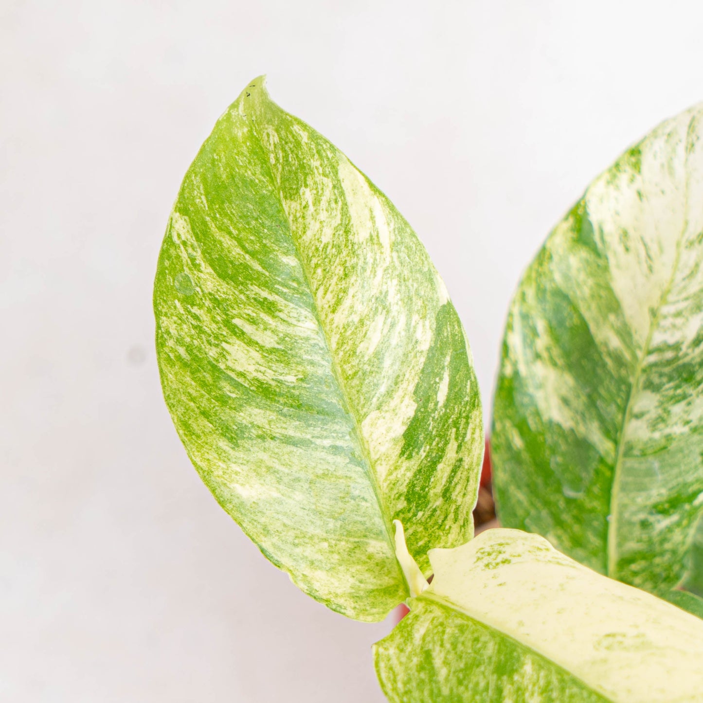 Rhaphidophora Puberula Variegated
