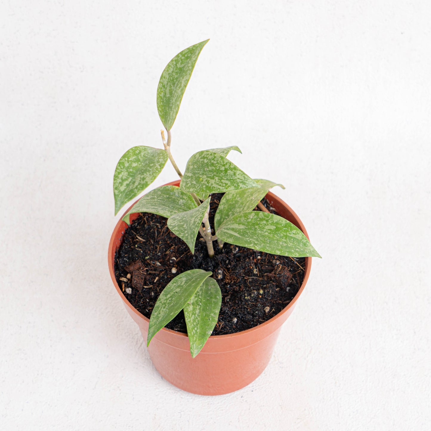Hoya SP Rangsan Splash