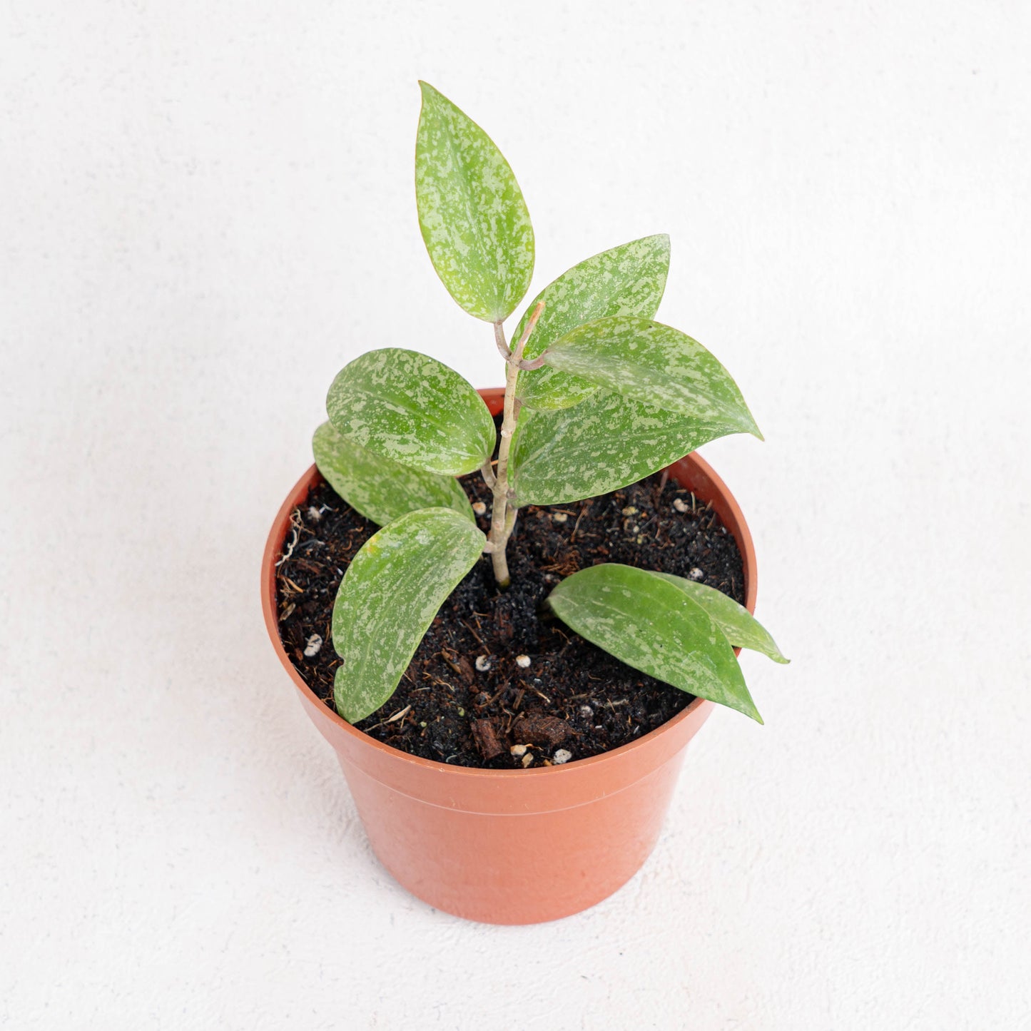 Hoya SP Rangsan Splash - Indonesian Rare Plants