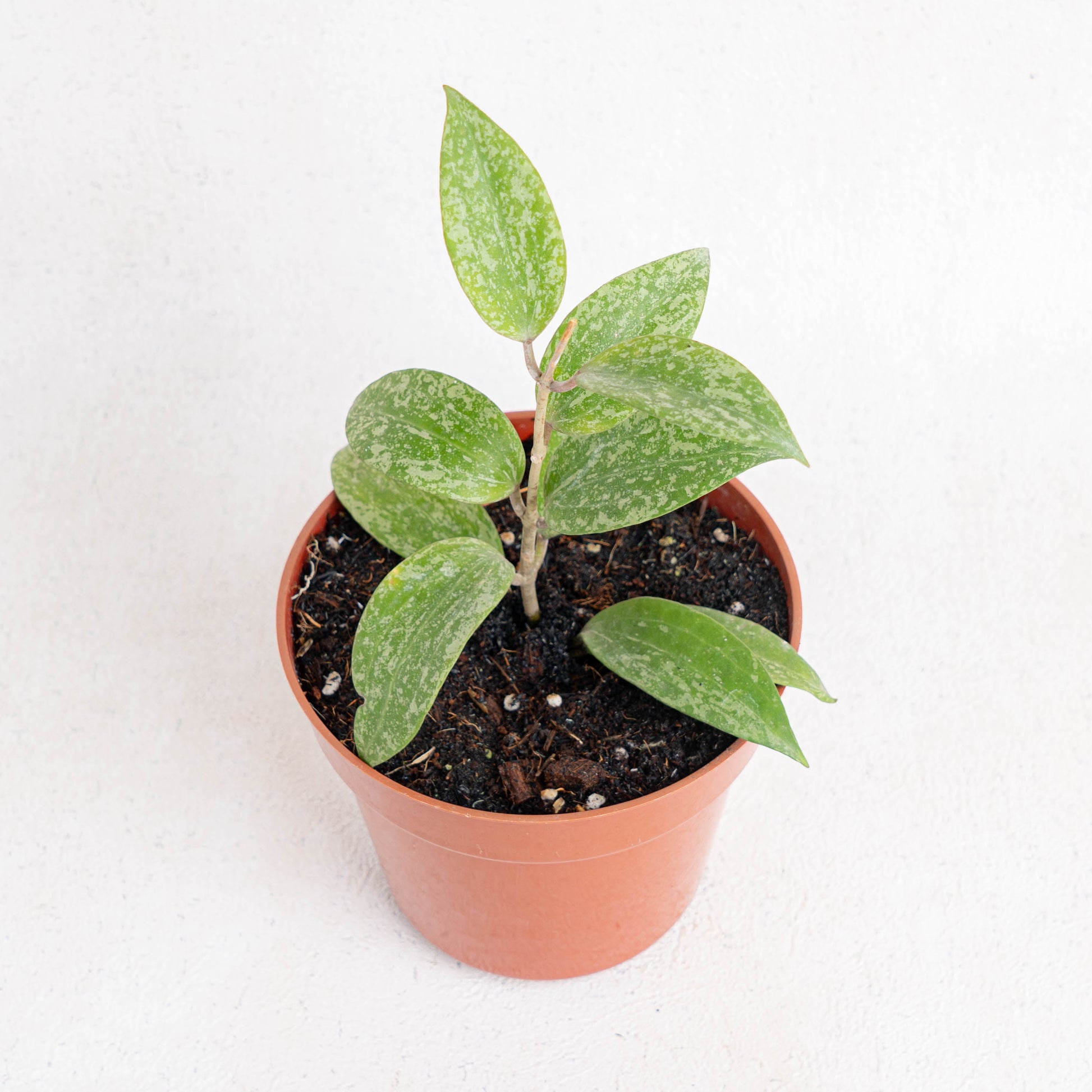 Hoya SP Rangsan Splash - Indonesian Rare Plants