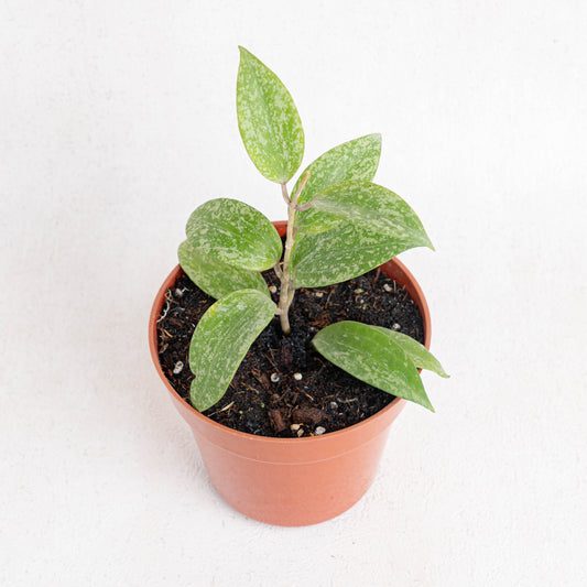 Hoya SP Rangsan Splash - Indonesian Rare Plants